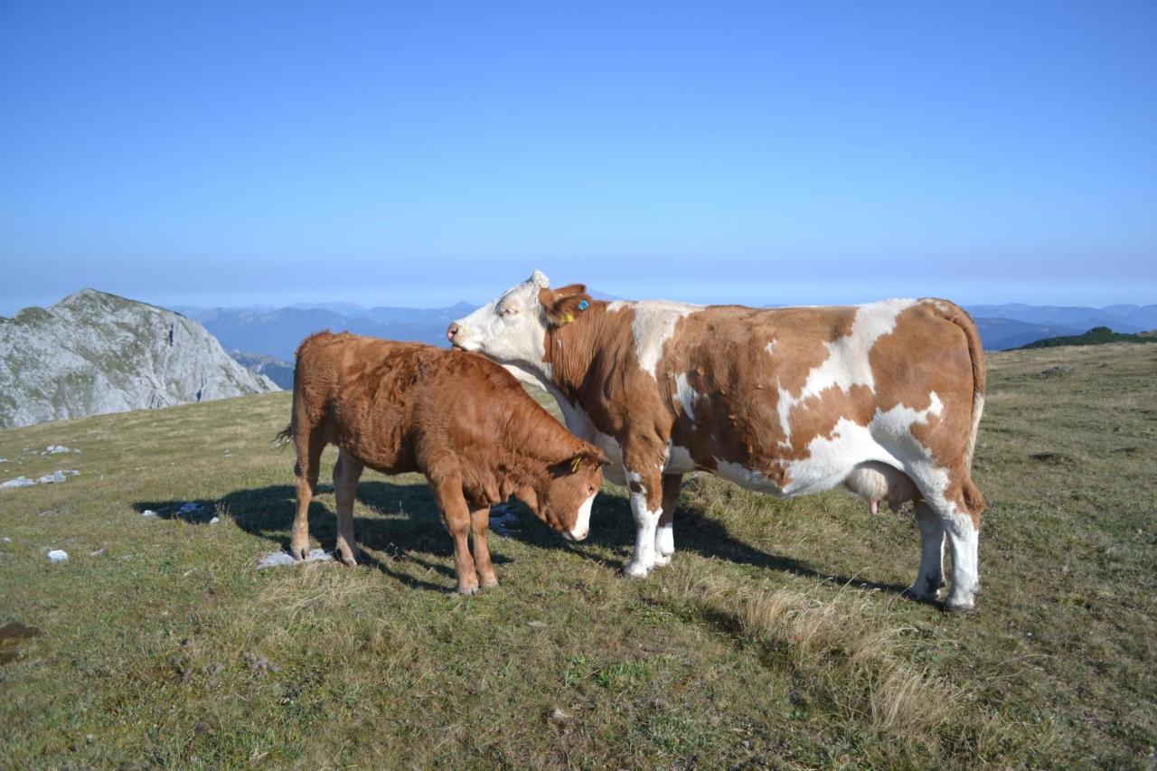 Gasthof Oberer Gesslbauer Stanz Im Murztal 外观 照片